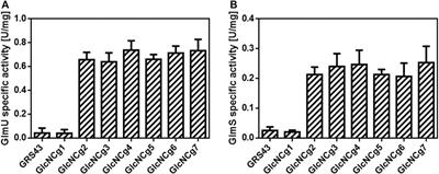 Metabolic Engineering of Corynebacterium glutamicum for Production of UDP-N-Acetylglucosamine